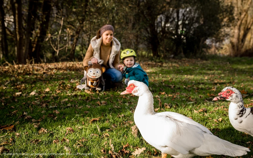 Familie mit Enten