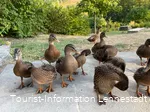Enten im Kurpark