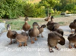 Enten im Kurpark